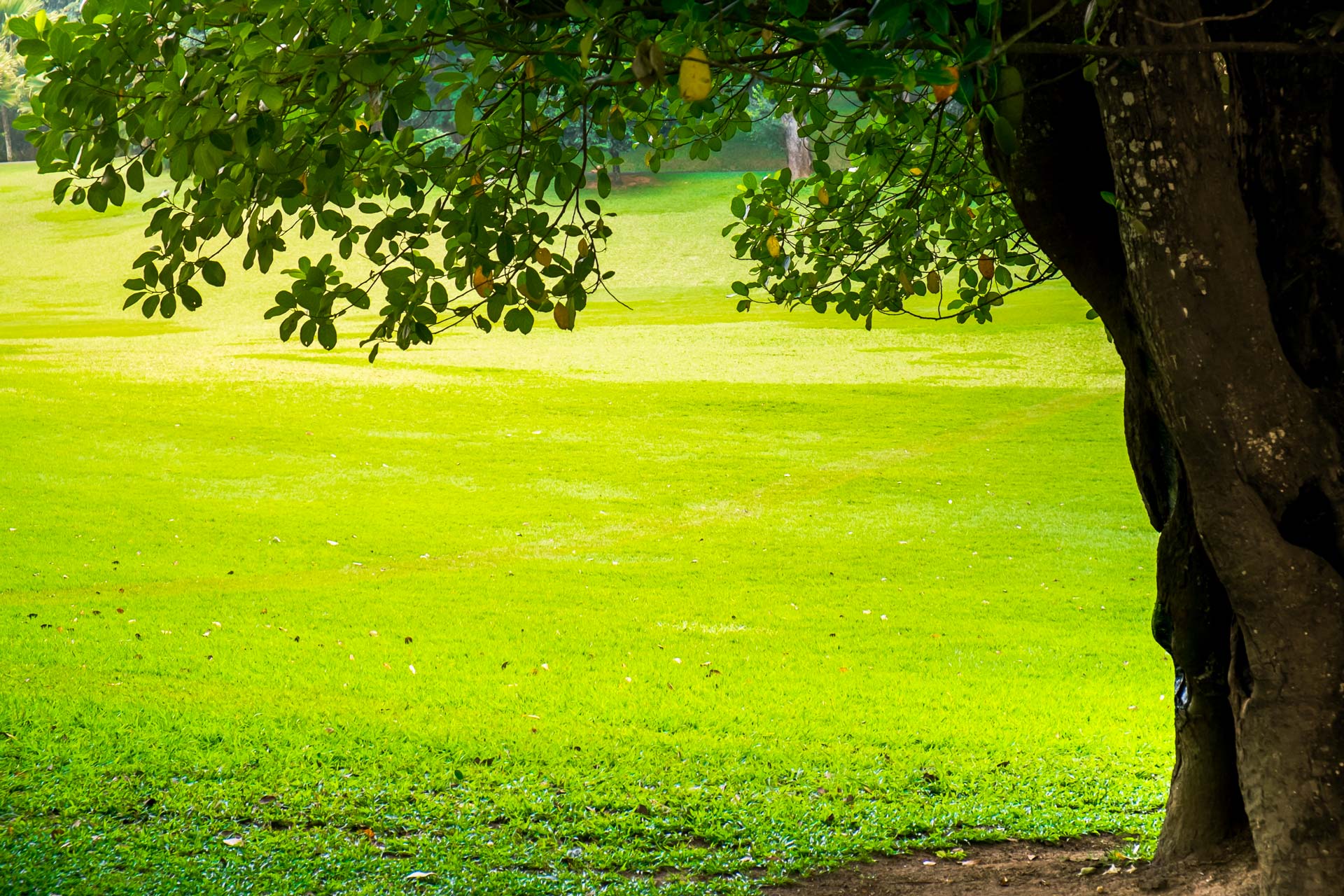 green-city-park-with-trees